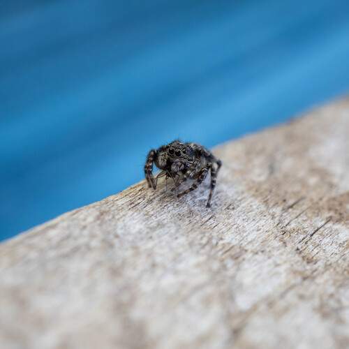 Photo #13121082