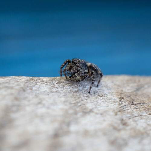 Photo #13121085