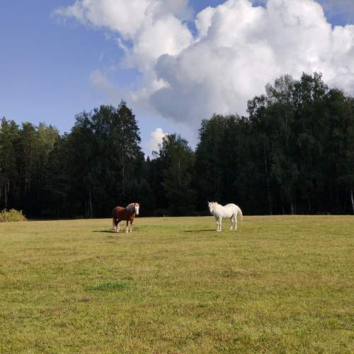 Photo #13121096