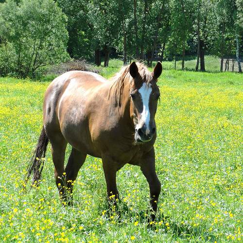Photo #13121178