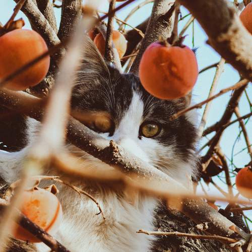 Photo #13121536