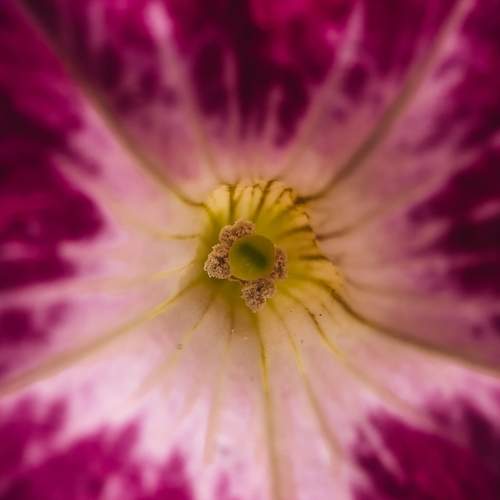 Photo #13121623