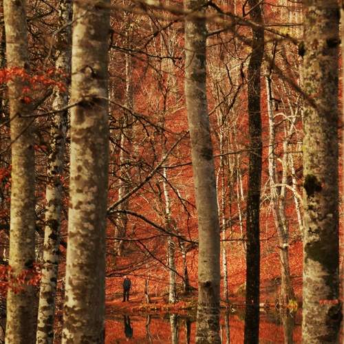 Lost in the stillness of fall