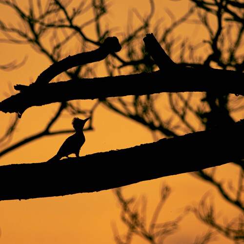 Silhouette ♥️