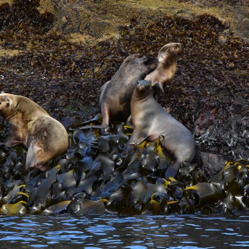 Lobos de Marin