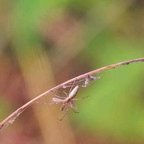 Photo #13122593
