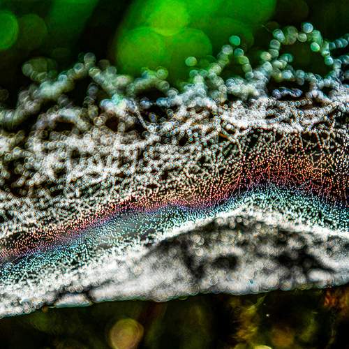 Microcosmic Pulse