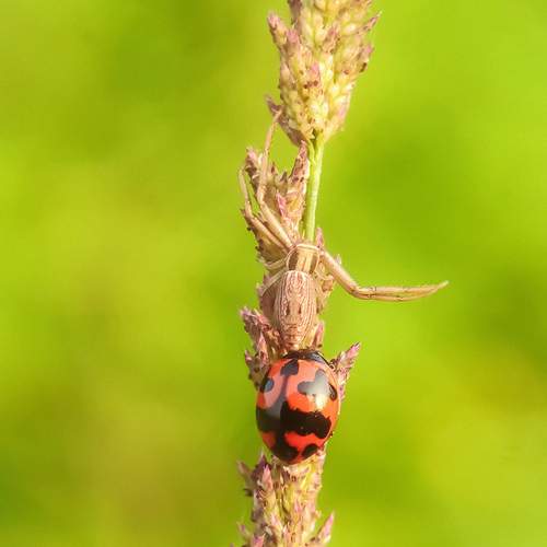 Photo #13122618