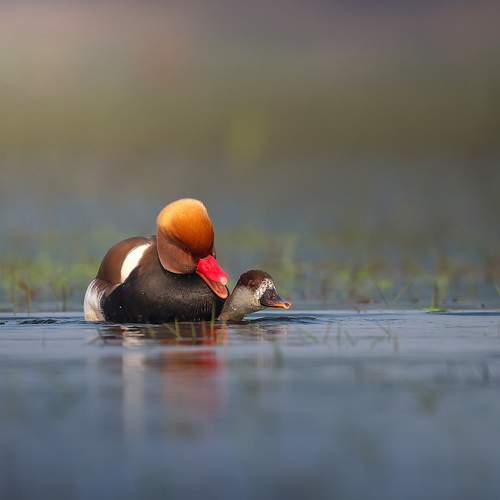 Фотография #13122655