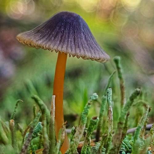 Photo #13122661