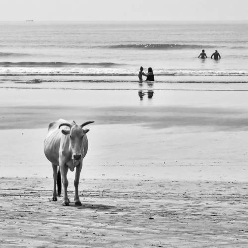 Photo #13122711