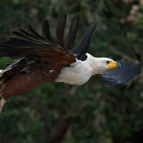 Fish Eagle