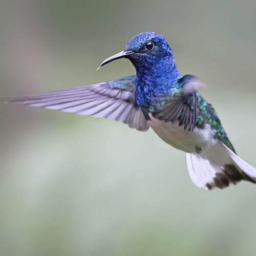 White-necked jacobin