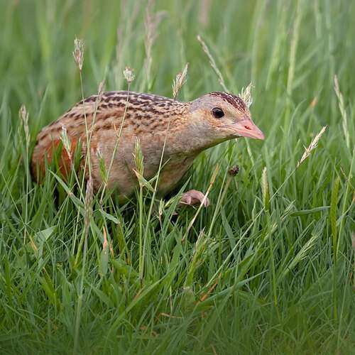 Corncrake