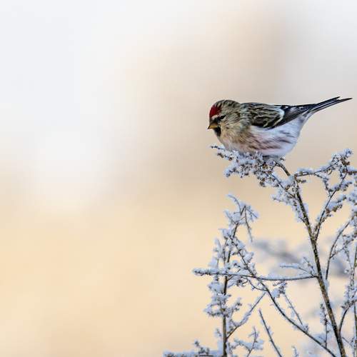 Photo #13122768