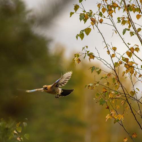 Photo #13122773
