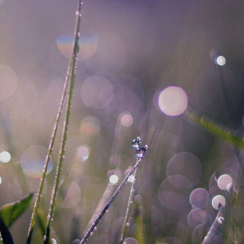 Photo #13122776