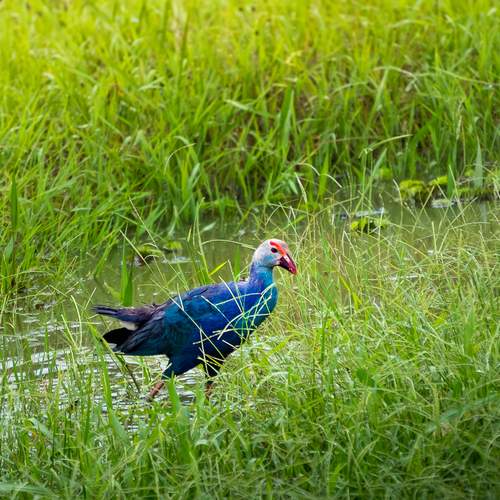 Purple Swamphen