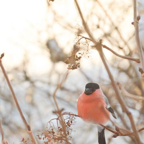 Photo #13122863
