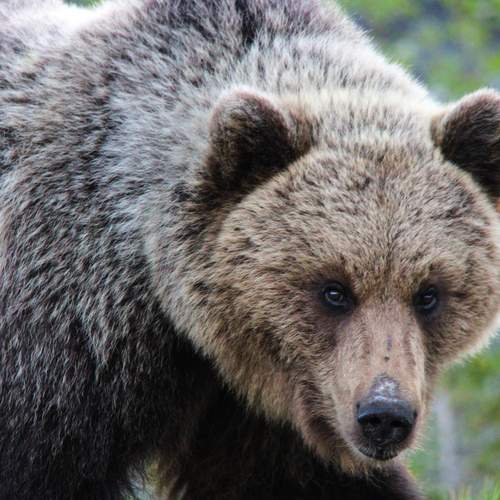 Photo #13122983