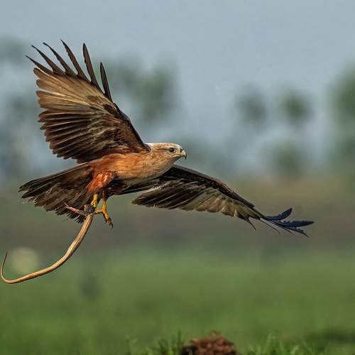 Brhaminy kite with catch