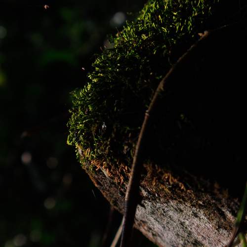 Ancient Skin, New Life