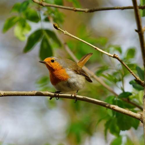 Photo #13123347