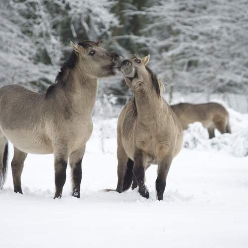 Koningspaarden in de sneeuw