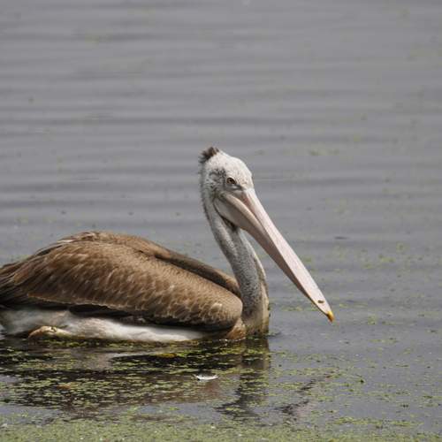 Photo #13123531