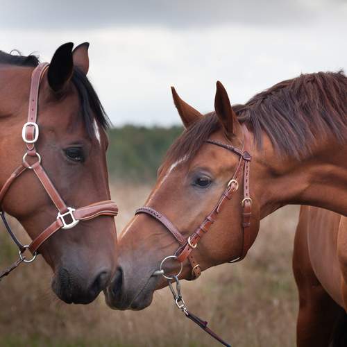 Photo #13123537