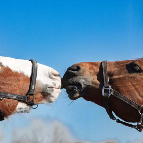 Photo #13123698