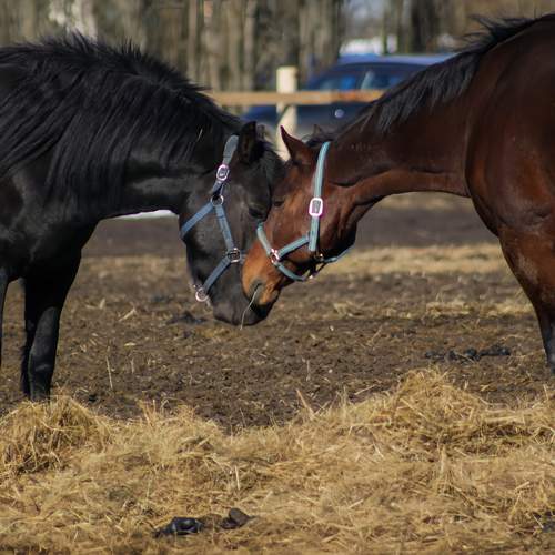 Photo #13123730