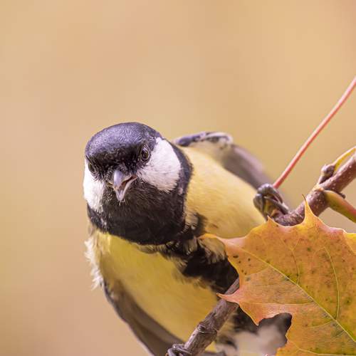 Photo #13123948