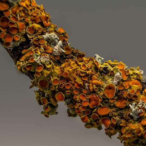 Photo #13124522