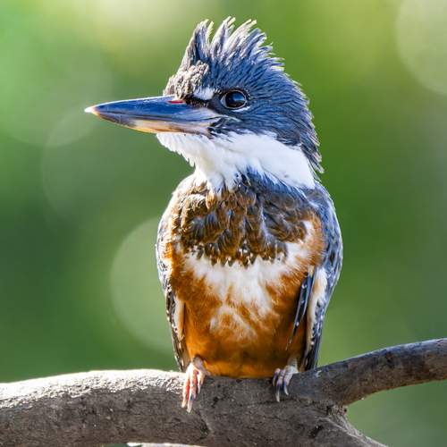 Фотография #13124549