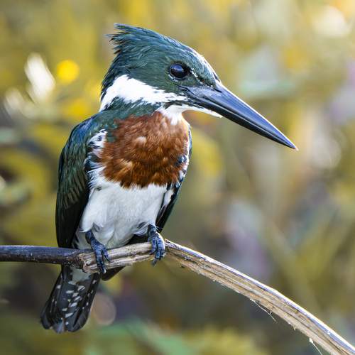 Фотография #13124554