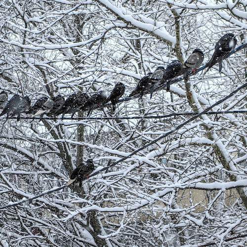 Photo #13124635