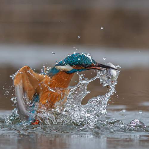 The Blue Flash: Triumph from the Depths