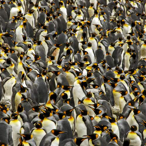 В колонии королевских пингвинов