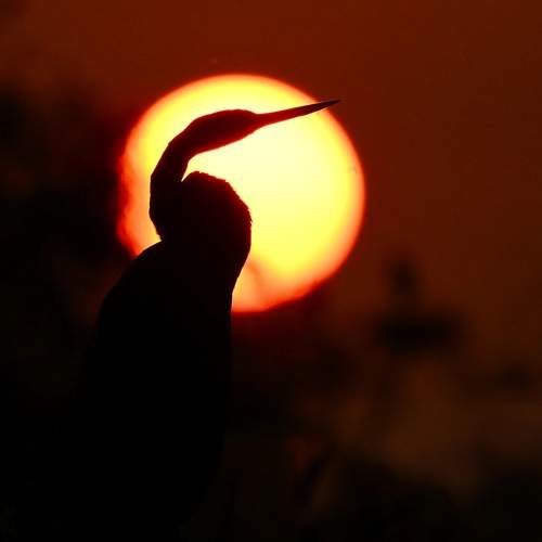 Photo #13125041