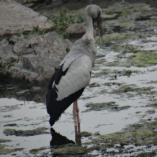Photo #13125092