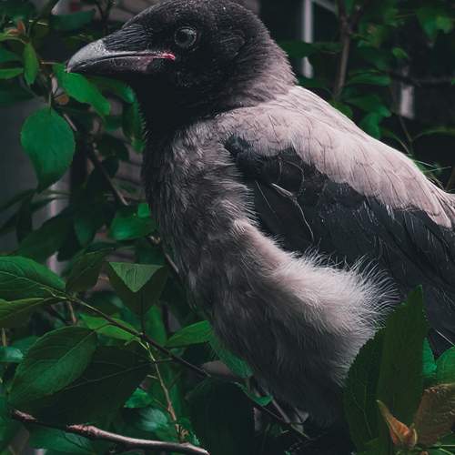 Photo #13125215