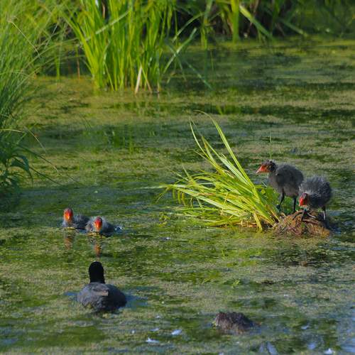 Photo #13125256