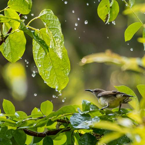 Purple rumped sunbird - female