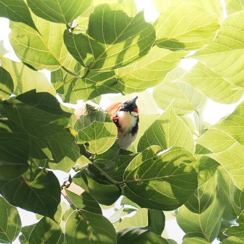 Red- whiskered bulbul
