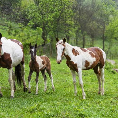 Photo #13125469
