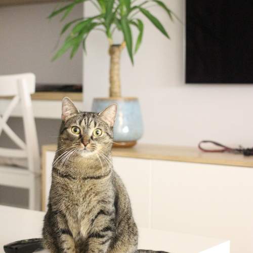 Photo #13125727