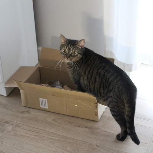 Photo #13125738