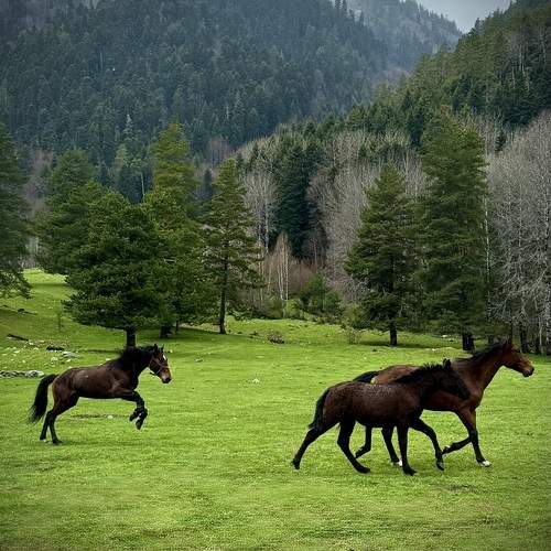 Photo #13126248