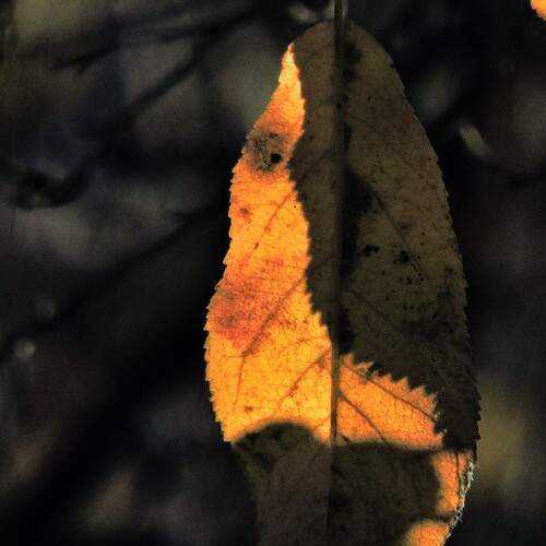 Photo #13126520